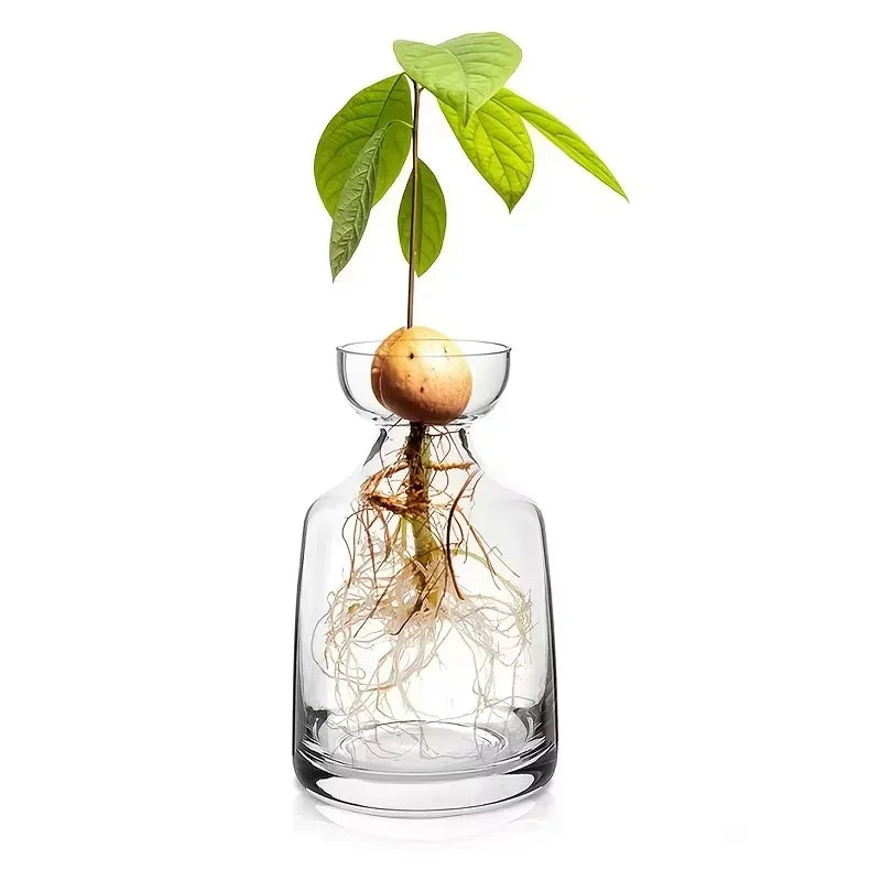 Avocado Growing Kit - Glass Seed Starter Vase for Gardening Lovers, Unique Hydroponic Planter Gift